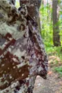 Костюм King Hunter SILENT (High Camo M)